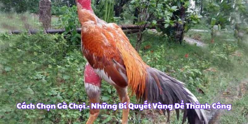 Cách chọn gà chọi