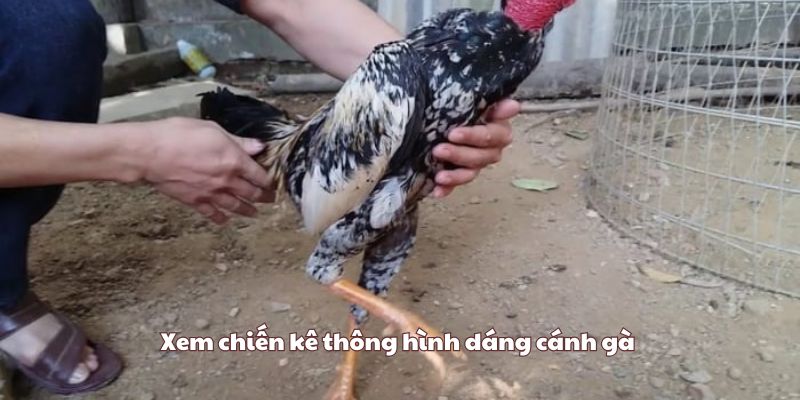 Xem chiến kê thông hình dáng cánh gà 